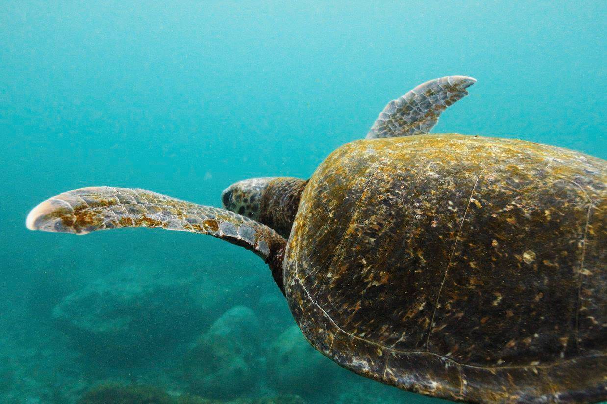 A green sea turtle swims through Darwin Bay off of San Cristóbal Island in the Galápagos.